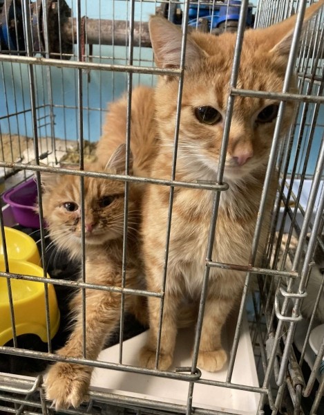 Віцебскі прытулак «‎Добрык»‎ — тэрыторыя надзеі і добразычлівасці