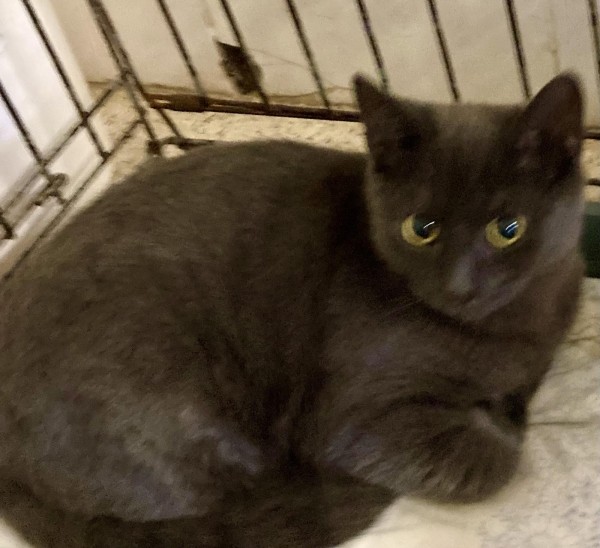 Віцебскі прытулак «‎Добрык»‎ — тэрыторыя надзеі і добразычлівасці