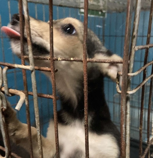 Віцебскі прытулак «‎Добрык»‎ — тэрыторыя надзеі і добразычлівасці