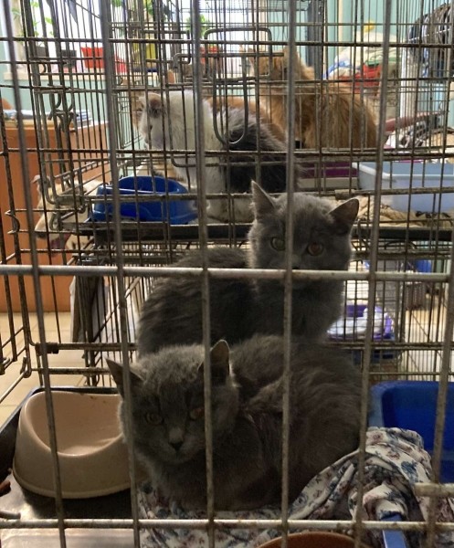 Віцебскі прытулак «‎Добрык»‎ — тэрыторыя надзеі і добразычлівасці