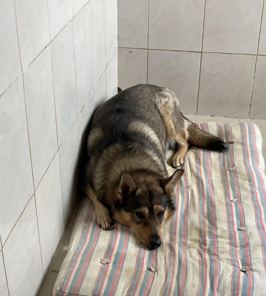 Віцебскі прытулак «‎Добрык»‎ — тэрыторыя надзеі і добразычлівасці