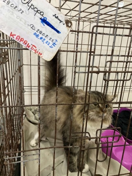 Віцебскі прытулак «‎Добрык»‎ — тэрыторыя надзеі і добразычлівасці