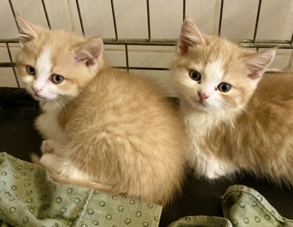 Віцебскі прытулак «‎Добрык»‎ — тэрыторыя надзеі і добразычлівасці