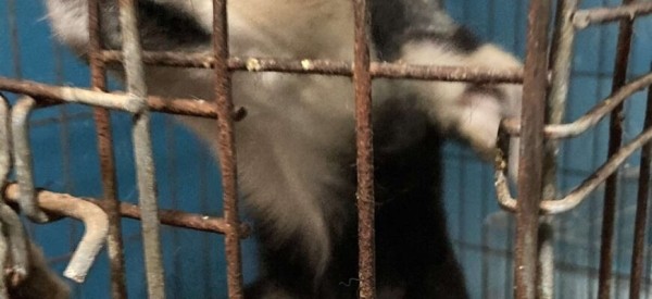 Віцебскі прытулак «‎Добрык»‎ — тэрыторыя надзеі і добразычлівасці