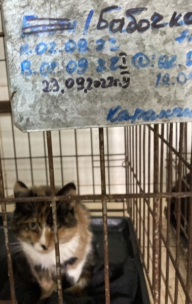 Віцебскі прытулак «‎Добрык»‎ — тэрыторыя надзеі і добразычлівасці