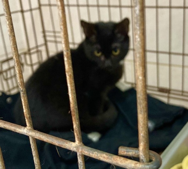 Віцебскі прытулак «‎Добрык»‎ — тэрыторыя надзеі і добразычлівасці