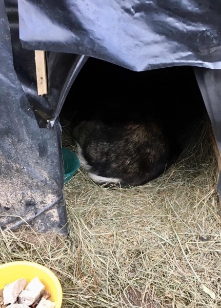 Тутэйшы Хаціка