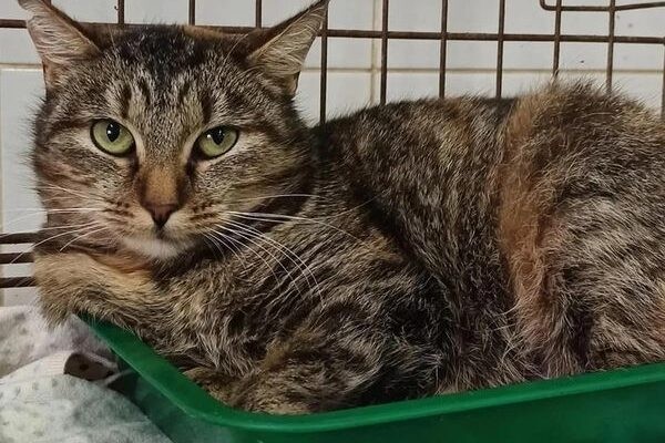 Как Витебский приют «Добрик» Новый год начал? Как Витебский приют «Добрик» Новый год начал?