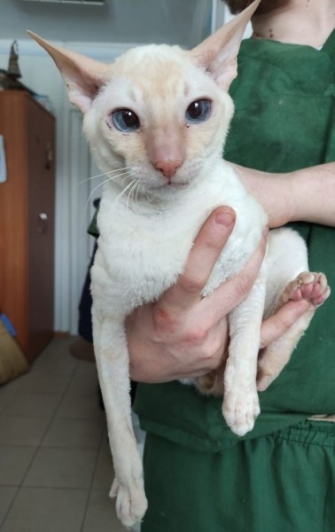 Как Витебский приют «Добрик» Новый год начал? Как Витебский приют «Добрик» Новый год начал?