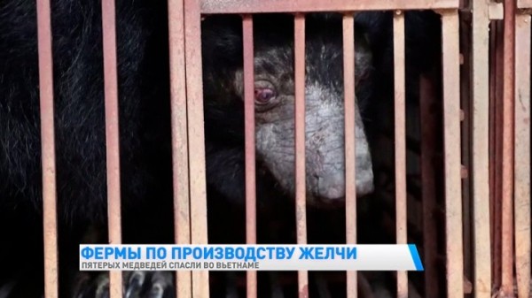 Над пятью медведями издевались 20 лет, чтобы добывать целебную желчь