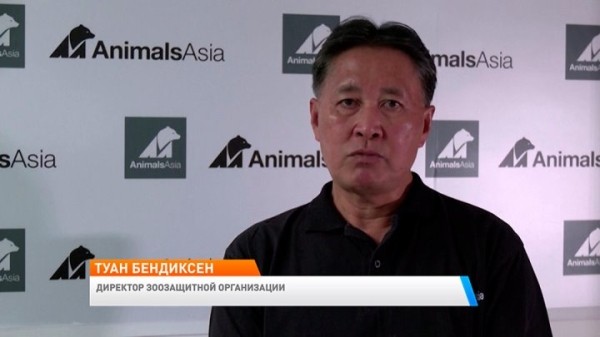 Над пятью медведями издевались 20 лет, чтобы добывать целебную желчь