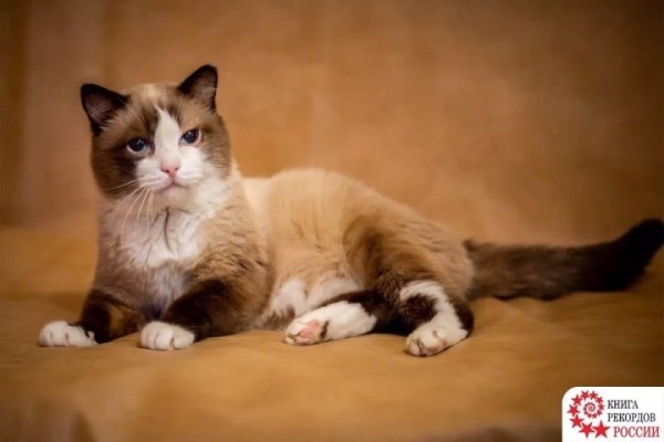 Умер старейший кот России. Сколько ему было лет?