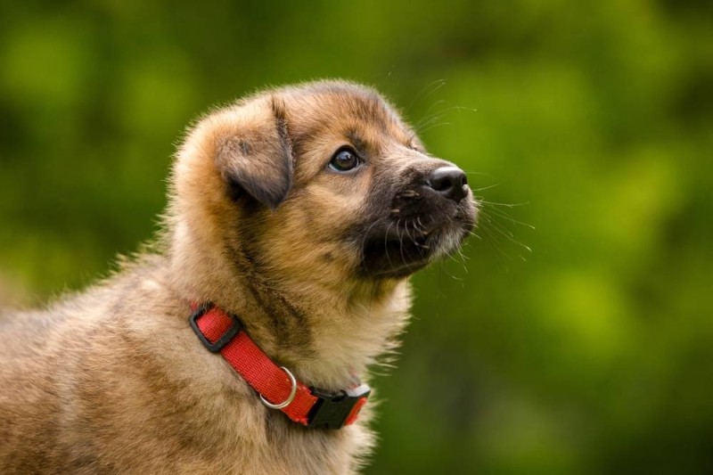 Житель Чашникского района убил щенка
Житель Чашникского района убил щенка