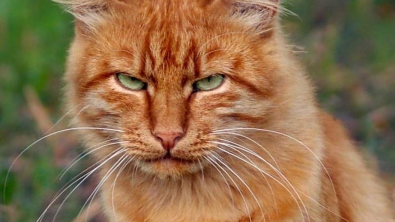 
												В Витебске кот спас хозяйку от ядовитой змеи
											