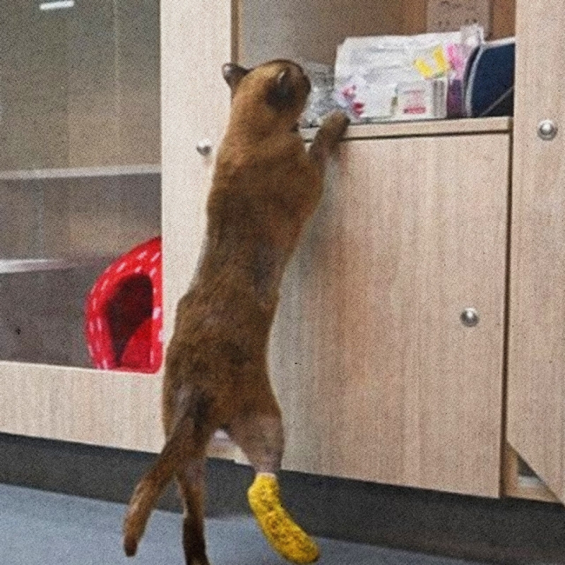 Этот кот пережил часовую стирку в машинке Этот кот пережил часовую стирку в машинке